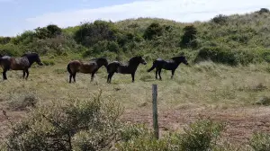 Pat 10 Kennermerduinen